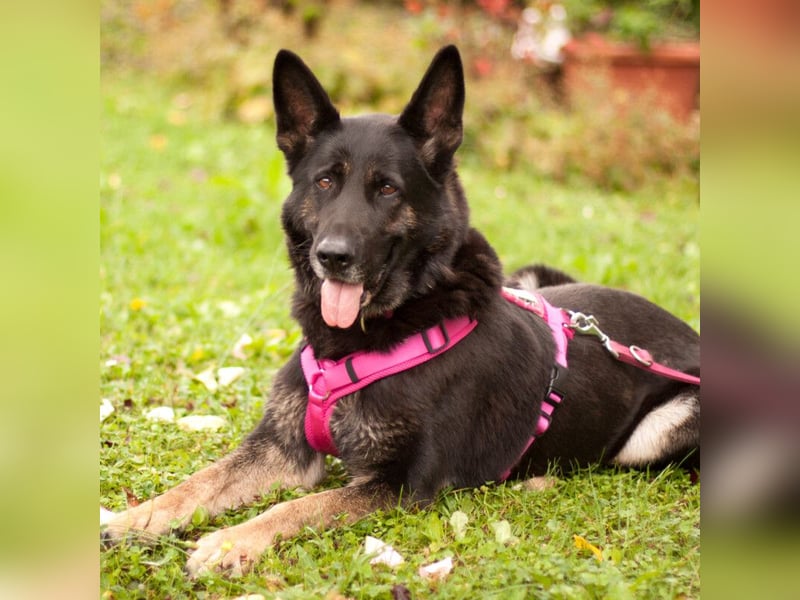 Elisa - braver Goldschatz - Tierhilfe Franken e.V.