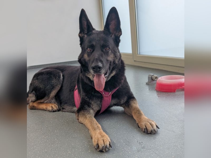 Elisa - braver Goldschatz - Tierhilfe Franken e.V.