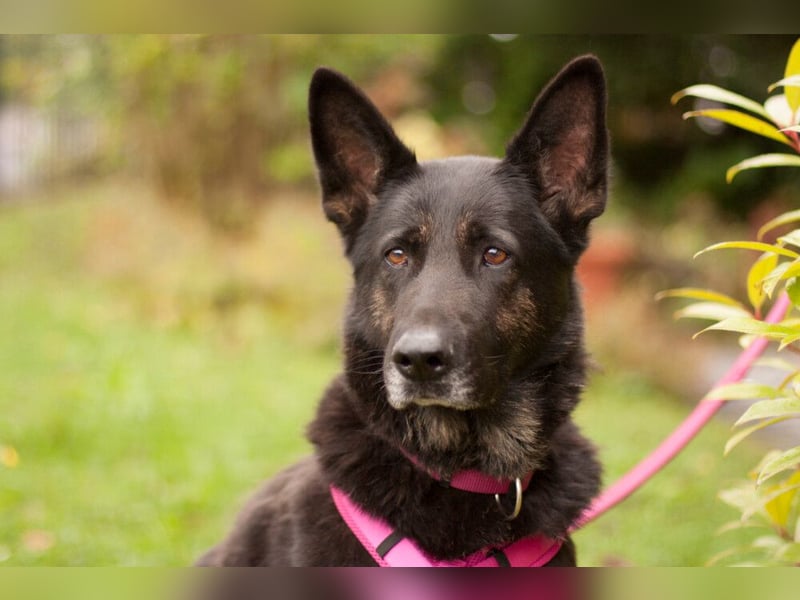 Elisa - braver Goldschatz - Tierhilfe Franken e.V.