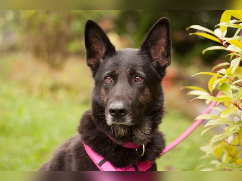 Elisa - braver Goldschatz - Tierhilfe Franken e.V.