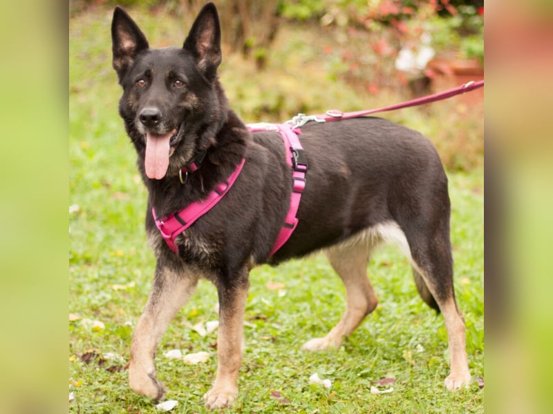 Elisa - braver Goldschatz - Tierhilfe Franken e.V.