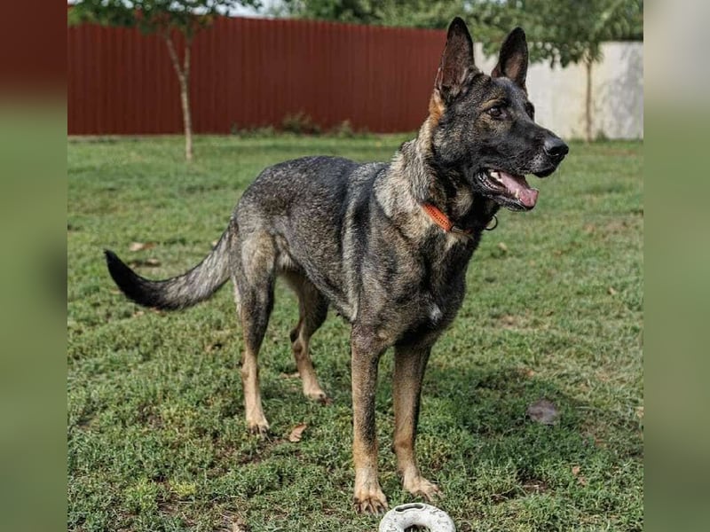 Lucky, 3 Jahre sucht aktives Zuhause