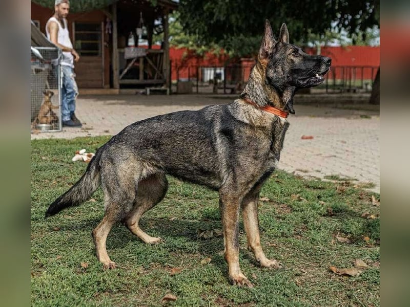 Lucky, 3 Jahre sucht aktives Zuhause