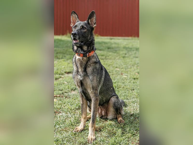 Lucky, 3 Jahre sucht aktives Zuhause