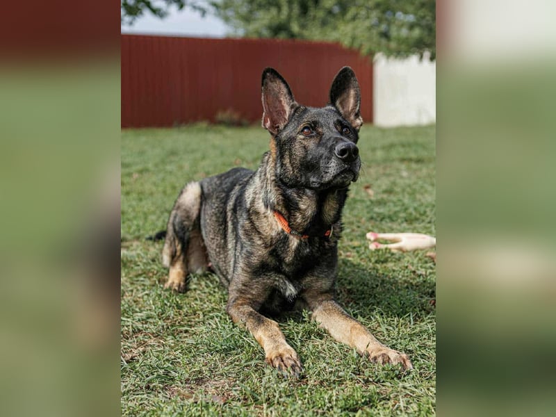 Lucky, 3 Jahre sucht aktives Zuhause