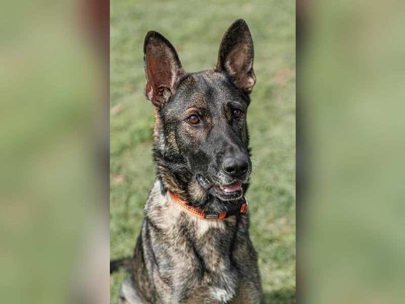 Lucky, 3 Jahre sucht aktives Zuhause