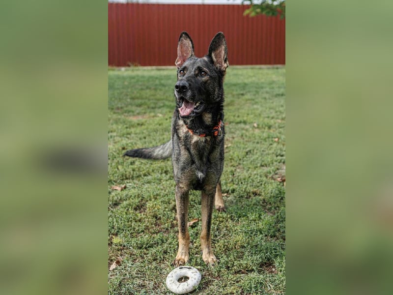 Lucky, 3 Jahre sucht aktives Zuhause