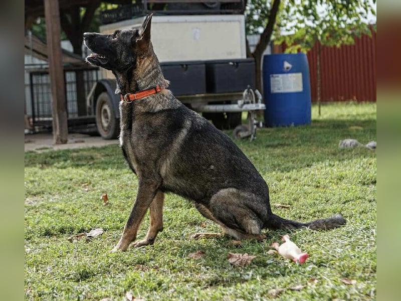 Lucky, 3 Jahre sucht aktives Zuhause