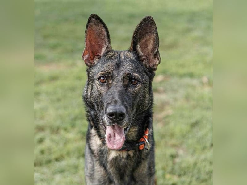 Lucky, 3 Jahre sucht aktives Zuhause
