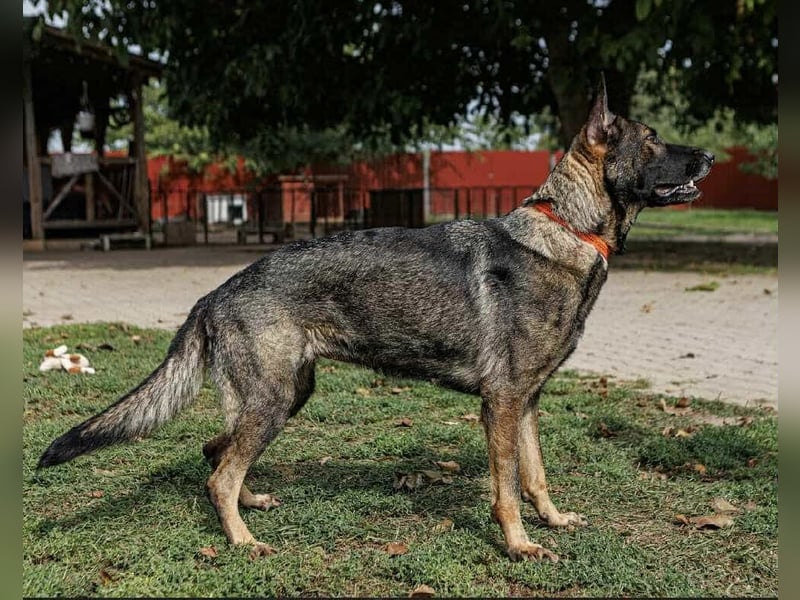 Lucky, 3 Jahre sucht aktives Zuhause