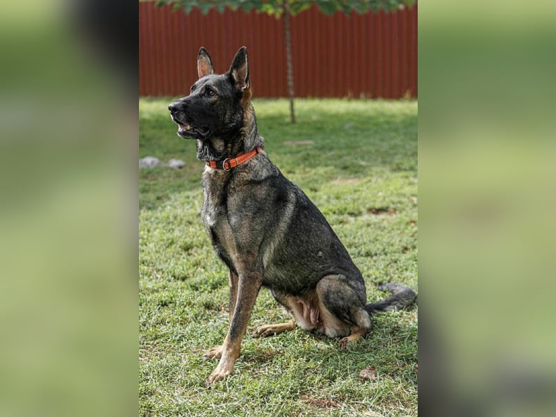 Lucky, 3 Jahre sucht aktives Zuhause