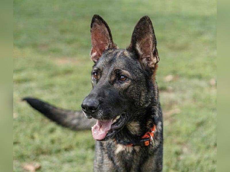 Lucky, 3 Jahre sucht aktives Zuhause