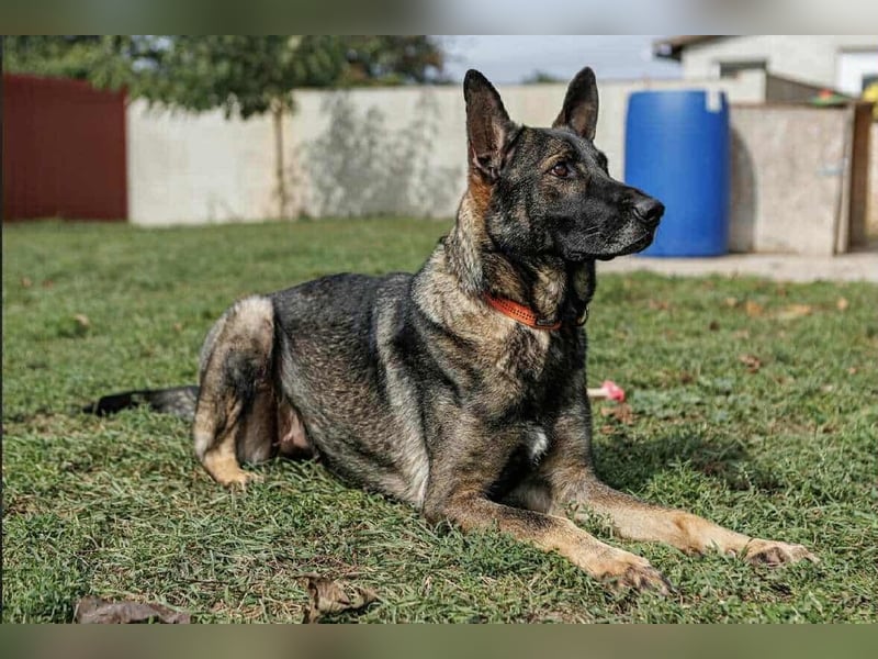Lucky, 3 Jahre sucht aktives Zuhause
