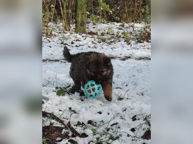 Deutsche Schäferhund Welpen Langstockhaar m.P. gerader Rücken
