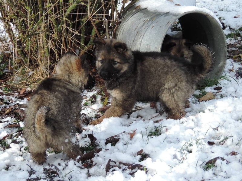 Deutsche Schäferhund Welpen Langstockhaar m.P. gerader Rücken