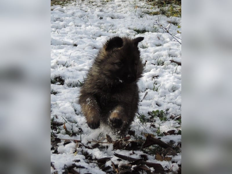 Deutsche Schäferhund Welpen Langstockhaar m.P. gerader Rücken
