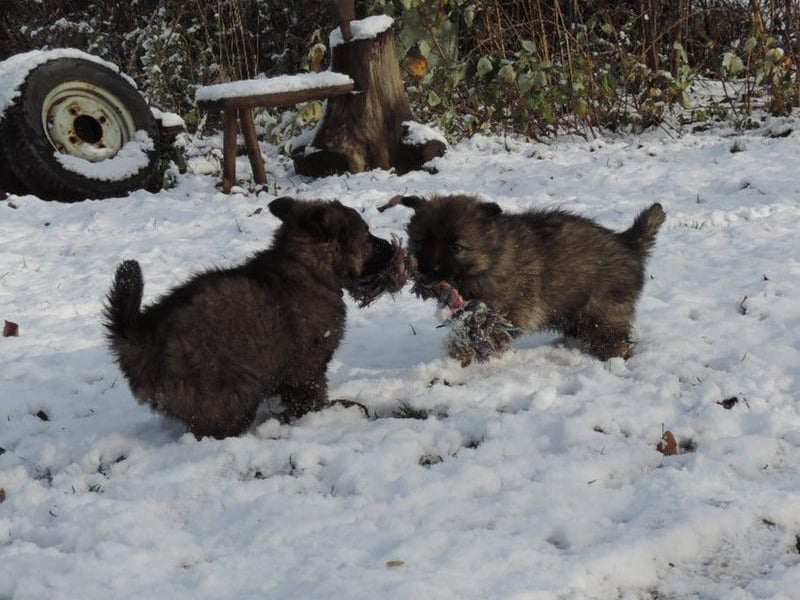 Deutsche Schäferhund Welpen Langstockhaar m.P. gerader Rücken