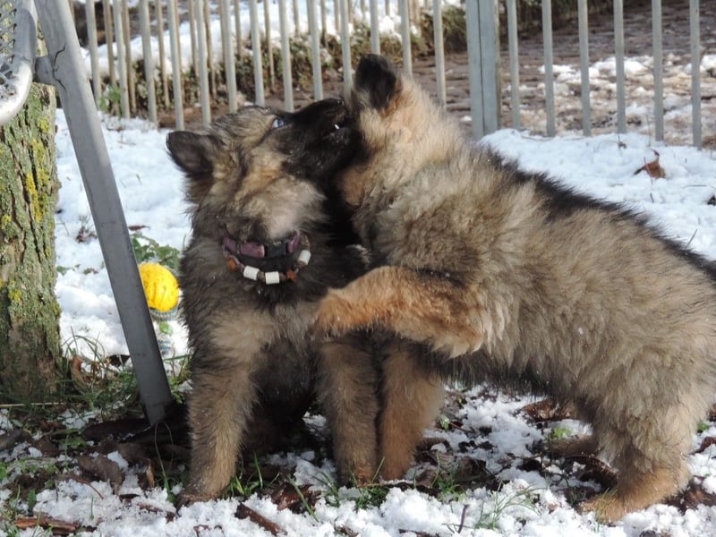 Deutsche Schäferhund Welpen Langstockhaar m.P. gerader Rücken