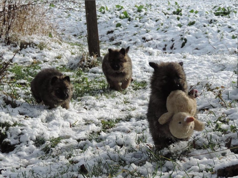 Deutsche Schäferhund Welpen Langstockhaar m.P. gerader Rücken