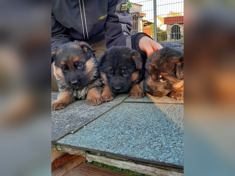 DSH-Welpen zu verkaufen