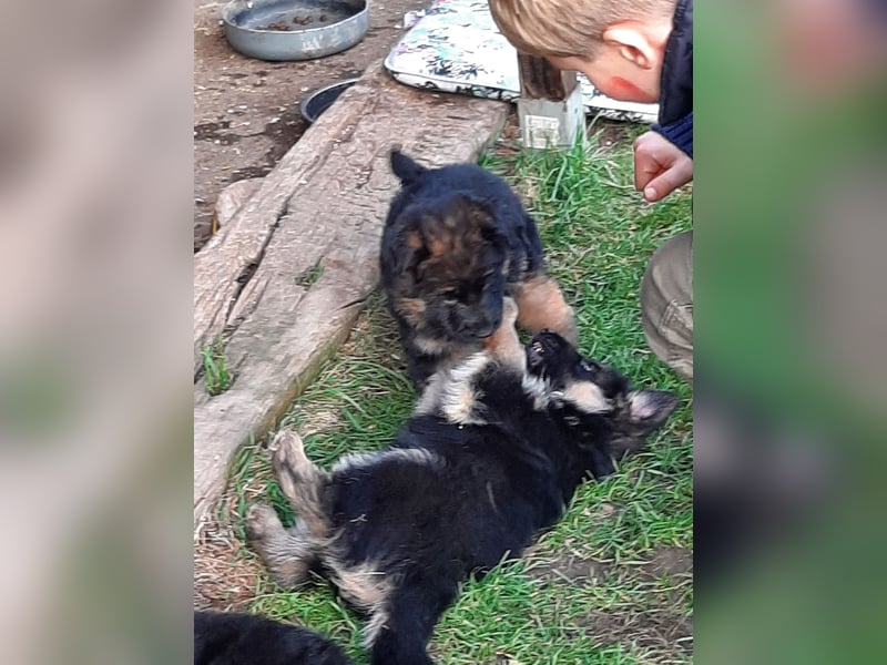 DSH-Welpen zu verkaufen