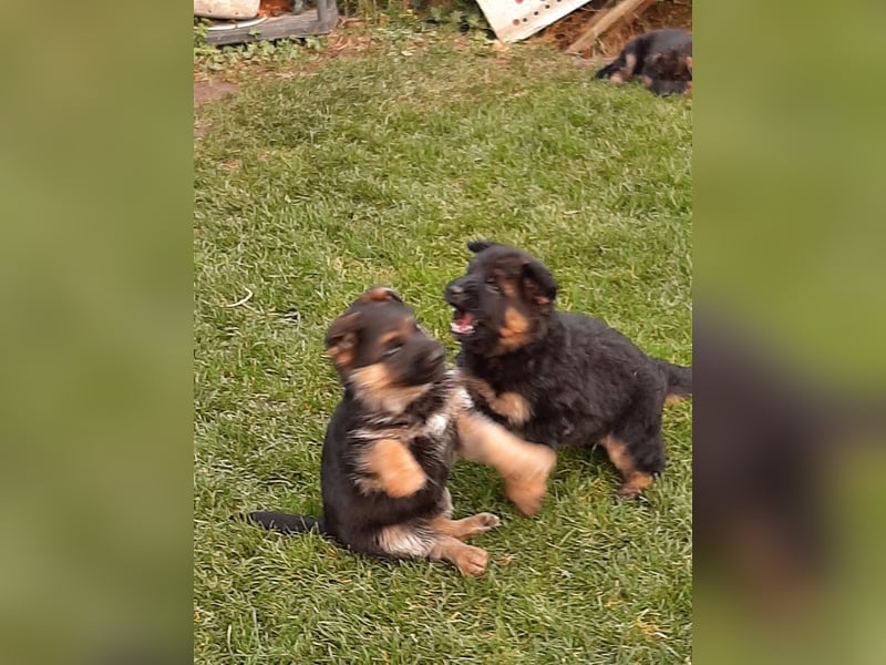 DSH-Welpen zu verkaufen