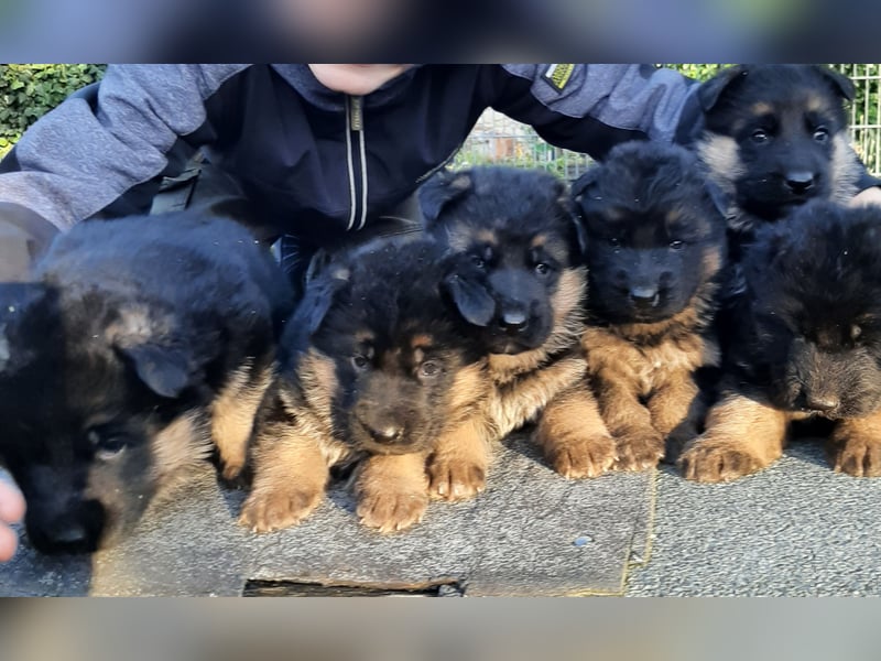 DSH-Welpen zu verkaufen