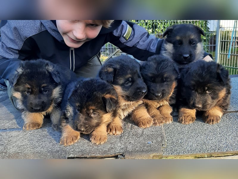 DSH-Welpen zu verkaufen