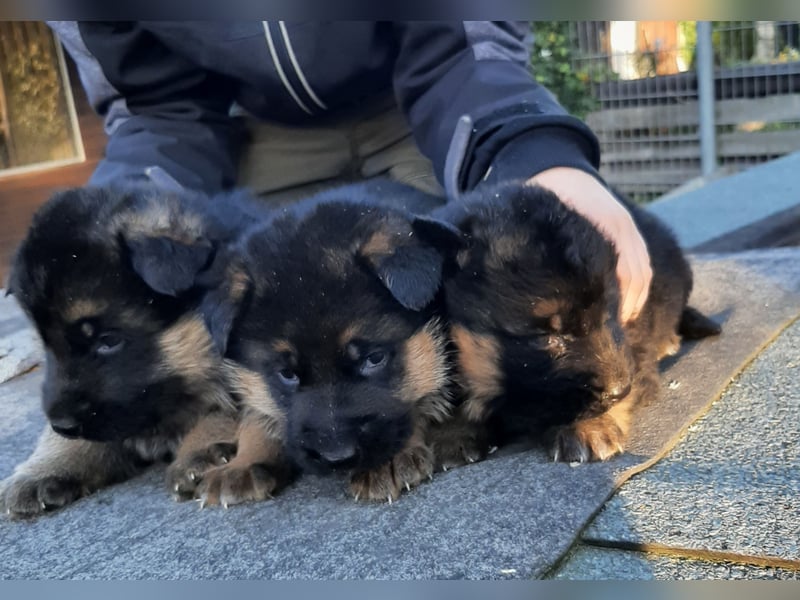 DSH-Welpen zu verkaufen