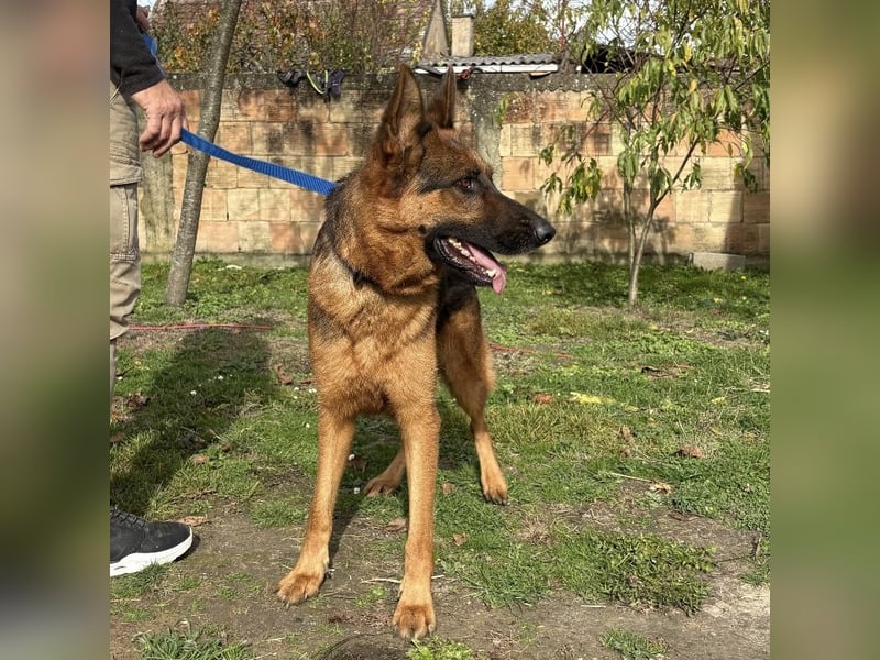 Max ein wahrer Kämpfer Max ein wahrer Kämpfer