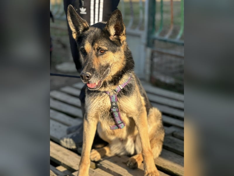 Pasha ein wundervoller Freund fürs Leben