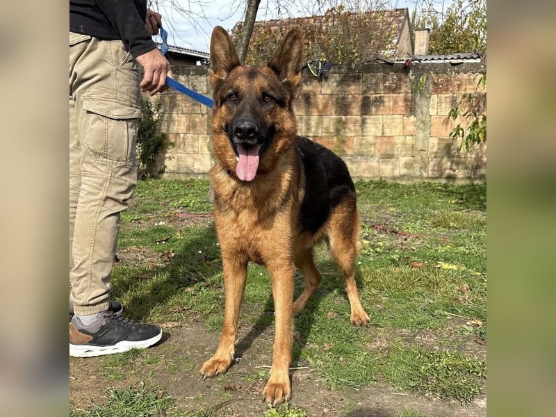 Max ein wahrer Kämpfer Max ein wahrer Kämpfer