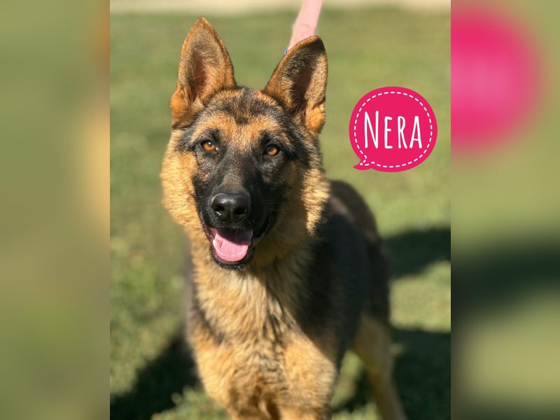 Nera eine wunderschöne Pracht
