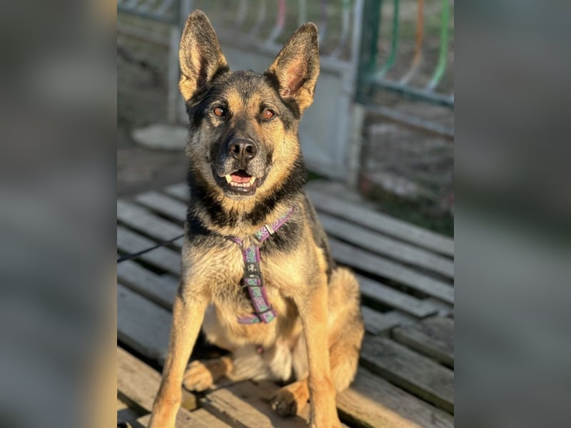 Pasha ein wundervoller Freund fürs Leben