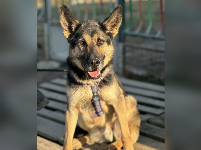 Pasha ein wundervoller Freund fürs Leben