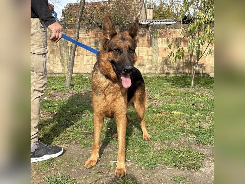 Max ein wahrer Kämpfer Max ein wahrer Kämpfer