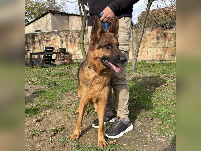 Max ein wahrer Kämpfer Max ein wahrer Kämpfer