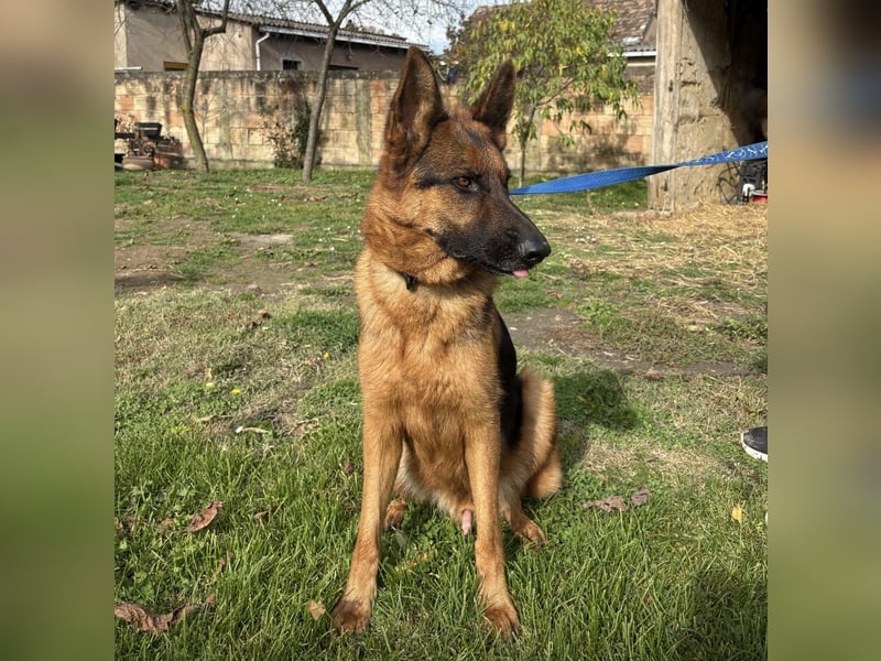 Max ein wahrer Kämpfer Max ein wahrer Kämpfer