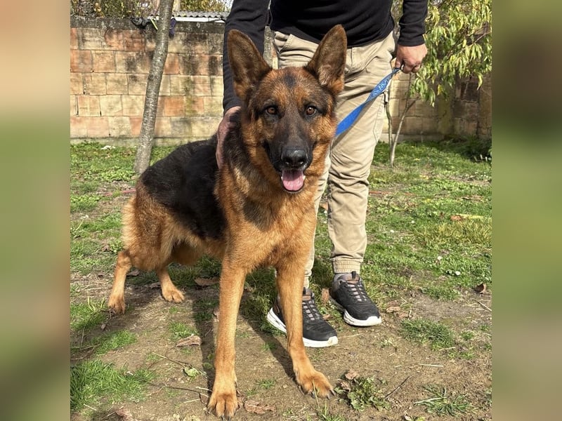 Max ein wahrer Kämpfer Max ein wahrer Kämpfer