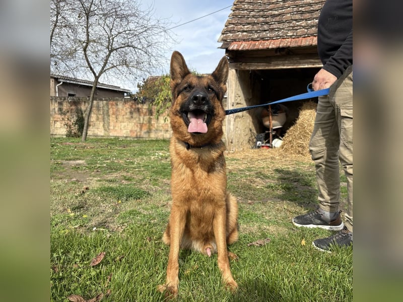 Max ein wahrer Kämpfer Max ein wahrer Kämpfer