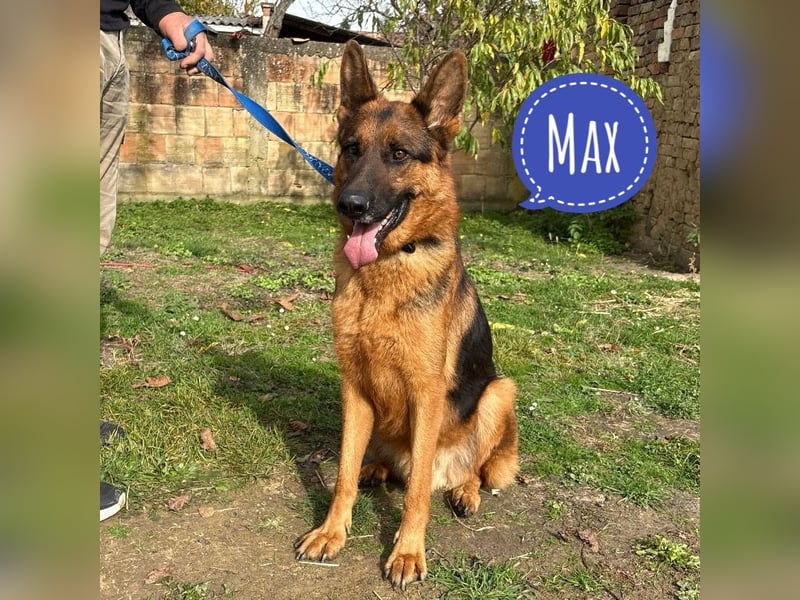 Max ein wahrer Kämpfer Max ein wahrer Kämpfer