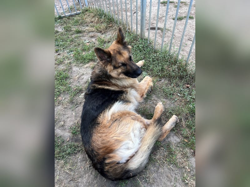 Deutsche Schäferhündin Hexe sucht ihr Zuhause
