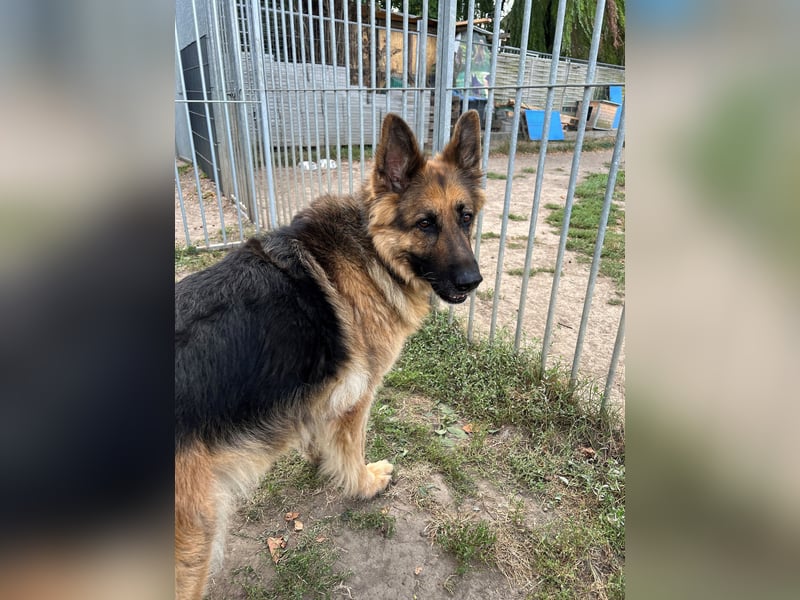 Deutsche Schäferhündin Hexe sucht ihr Zuhause