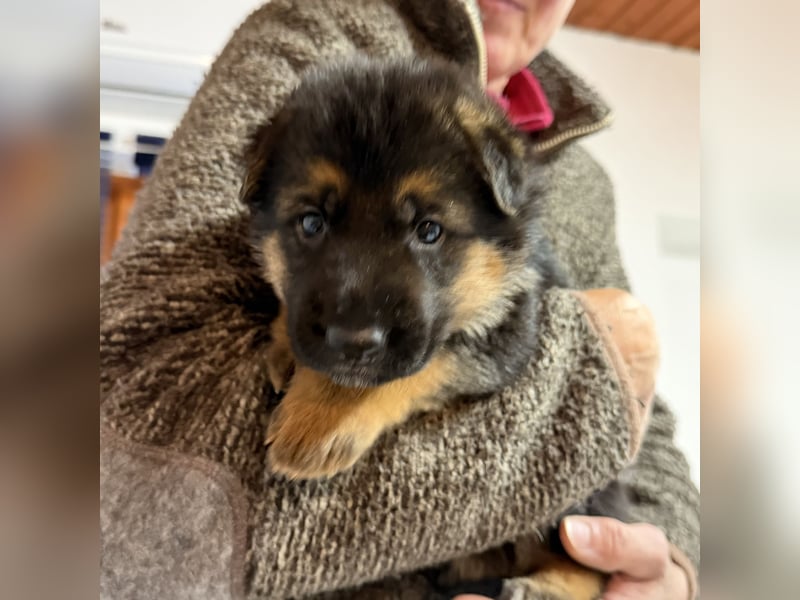Schäferhund Welpen mit SV Ahnentafel  (SV VDH Zucht)