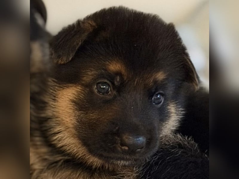 Schäferhund Welpen mit SV Ahnentafel  (SV VDH Zucht)