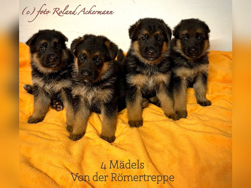 Schäferhund Welpen mit SV Ahnentafel  (SV VDH Zucht)
