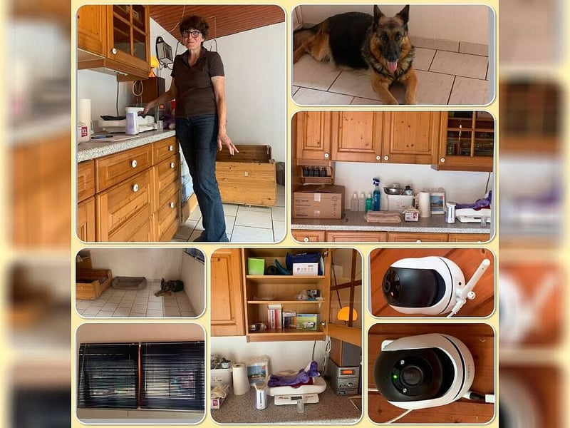 Schäferhund Welpen mit SV Ahnentafel  (SV VDH Zucht)