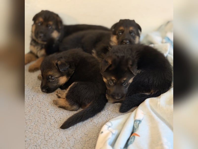 Schäferhund Welpen mit SV Ahnentafel  (SV VDH Zucht)