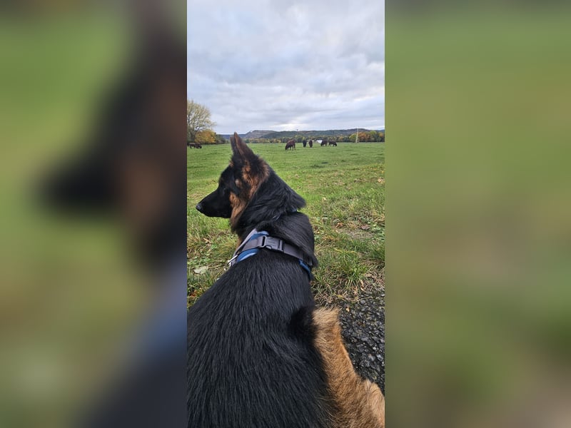 Deutscher Schäferhund Rex