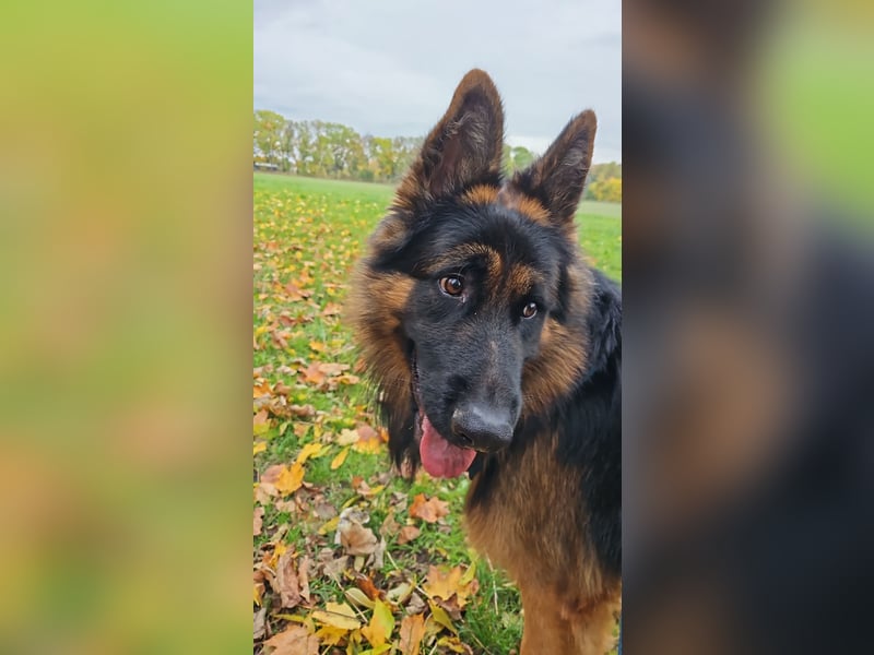 Deutscher Schäferhund Rex